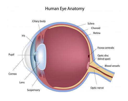 Diagram of the human eye anatomy.
